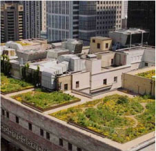 Green Construction Rooftop Garden